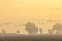 Kraniche und Blässgänse in der Diepholzer Moorniederung