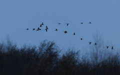 Kranichausflug