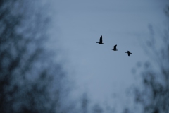 Gänse