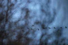 Gänse