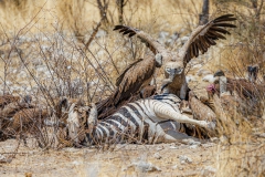 Geier an Zebrakadaver