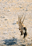 Oryx-Antilopen