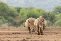 Breitmaulnashorn im Mount Etjo Reserve