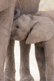 Elefant im Etosha