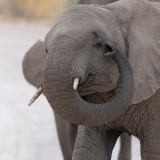 Elefant im Etosha