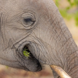 Elefant im Etosha