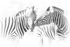 Steppenzebras im Etosha