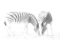 Steppenzebras im Etosha