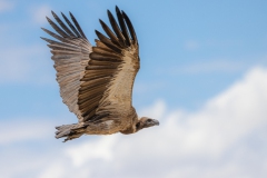 Weißrückengeier im Flug