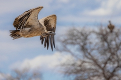Weißrückengeier im Flug