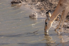 Felsenpython und Impala