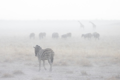 Steppenzebras, Gnus und Giraffen im Etosha bei Unwetter