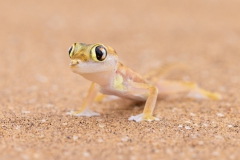 Palmato-Gecko