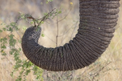 Elefant im Etosha