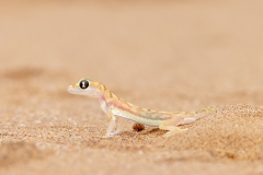 Palmato-Gecko