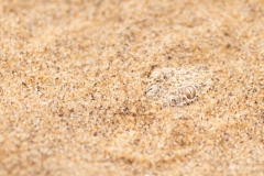 Zwergpuffotter im Sand