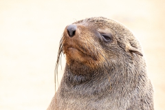 Seebär am Cape Cross