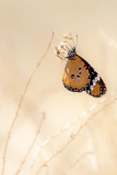 Monarch Brandbergmassiv Tsisab-Schlucht
