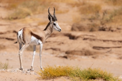 Springbock