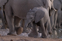 Elefant im Etosha