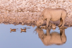 Spitzmaulnashorn und Nilgänse in Okaukuejo