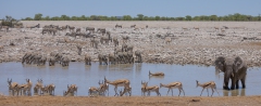 Elefant mit Zebras und Springböcken im Etosha