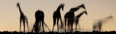 Giraffen abends am Wasserloch in Okaukuejo