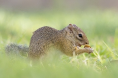 Erdhörnchen