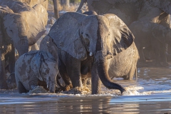 Elefant im Etosha