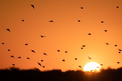 Vogelschwarm (Astrilde) im Abendlicht