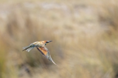 Bienenfresser