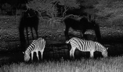 Zebras nachts am Wasserloch in Onguma