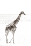Giraffe im Etosha