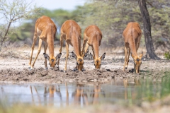 Impalas