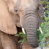 Elefant im Etosha