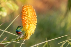 Bindennektarvogel