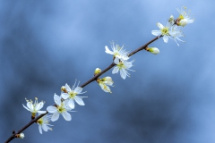 Schlehenblüte