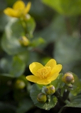 Sumpfdotterblume