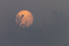 Morgennebel mit Krähe