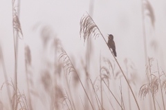Rohrschwirl im Nebel