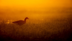 Graugans im Sonnenaufgang