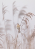 Schilfrohrsänger im Nebel
