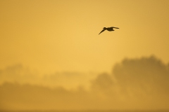 Ente fliegt über Morgennebel