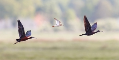 2 Sichler und 1 Rotschenkel  (auf der Flucht vor dem Seeadler)