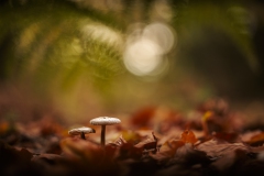 Pilze im Herbstlaub