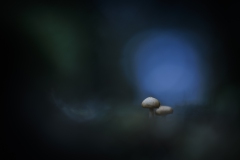 Pilze im Zwielicht