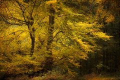 Herbstwald