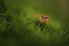 Schnecke im Moos