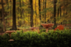 PIlze