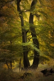 Herbstwald